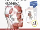 Карточки по анатомии человека объявление продам