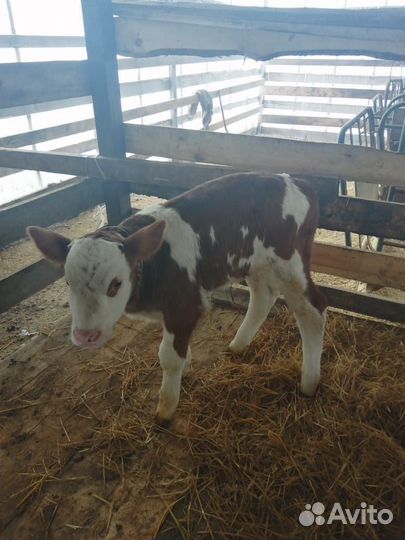 Телочки и бычки