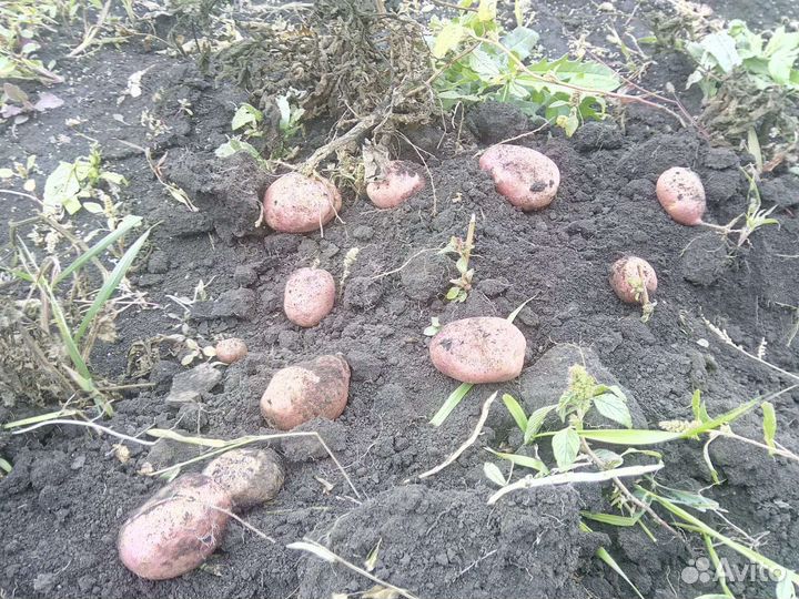 Картошка Беллароза Родрига