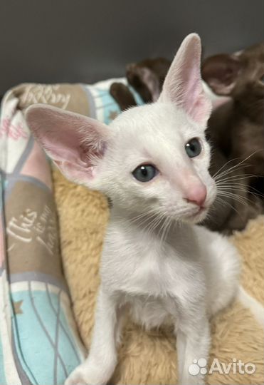 Ориентальная