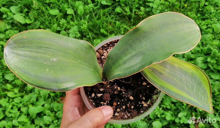 Сансевиерии сортовые