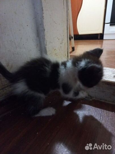 Котенок ищет хозяина