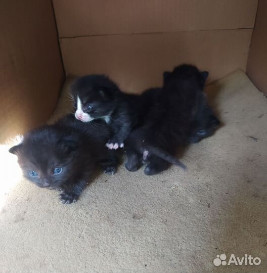 Черные котята