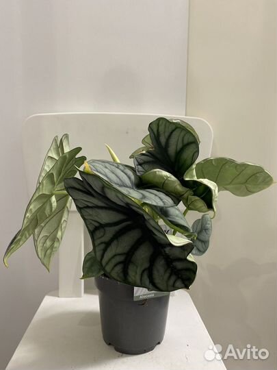 Алоказия сильвер дракон