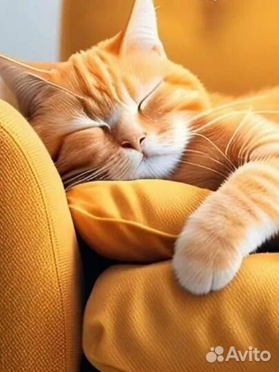 Фельдшер/ассистент ветеринарного врача