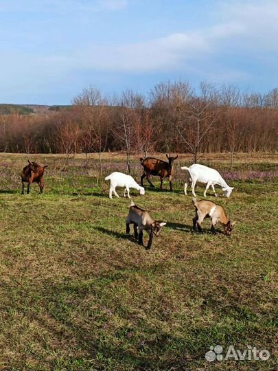 Продам козье молоко. Доставка бесплатно