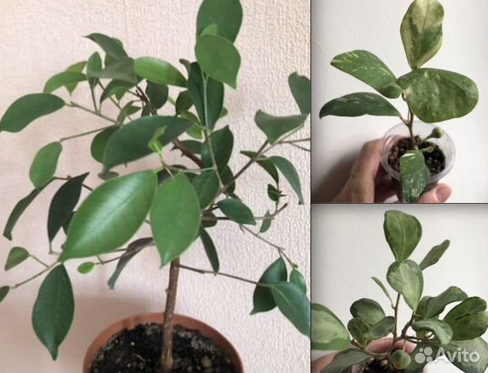 Привезу комнатные цветы в Челябинск