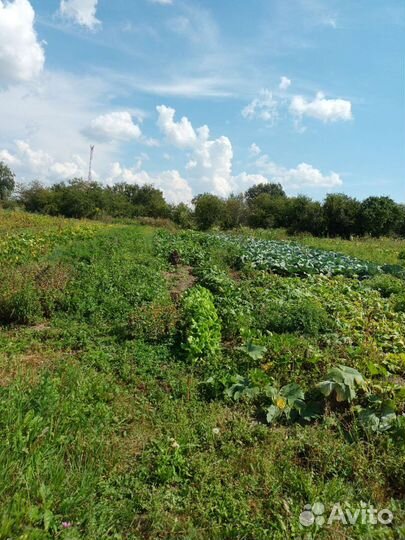 Продам картофель