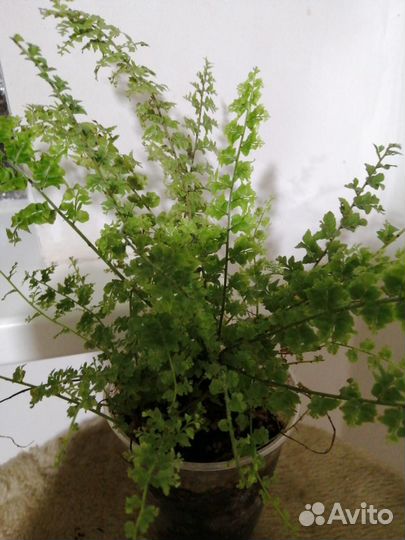 Папортник Николас Даймонд и другие