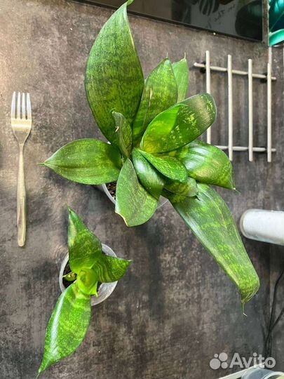 Сансевиерия растения цветы