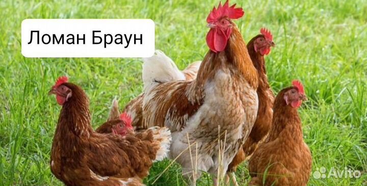 Ломан Браун несушка