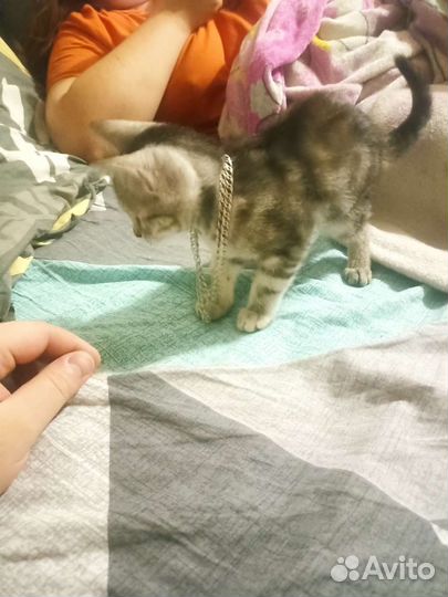 Котенок в добрые руки