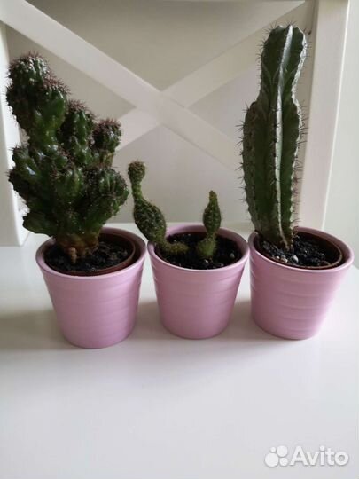 Кактусы в горшках IKEA
