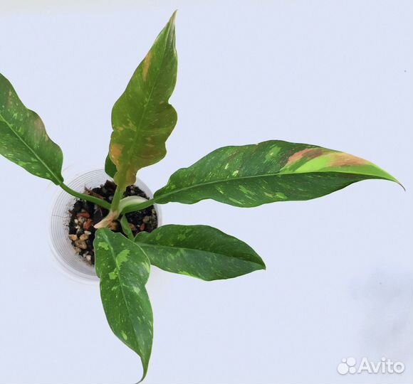 Филодендрон ринг оф файер