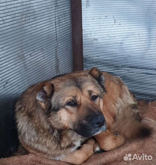 Собака ищет дом