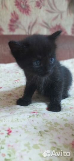 Кошки в добрые руки бесплатно