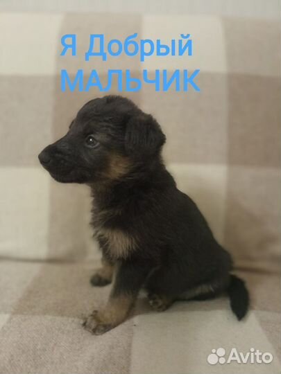 Лучшие щенки в добрые руки