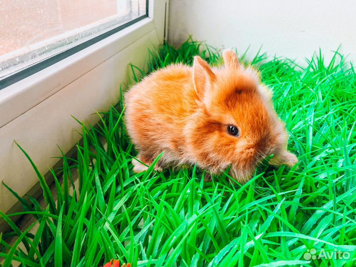 Карликовый кролик - вислоухий мини