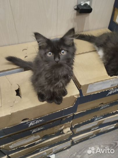 Котенок мальчик