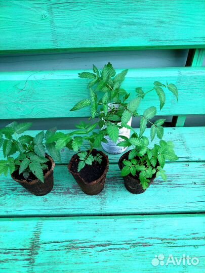 Саженцы Тибетской малины