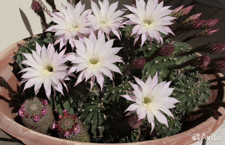 Эхинопсис трубкоцветный кактус