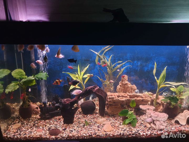 Аквариум с фильтром и светом