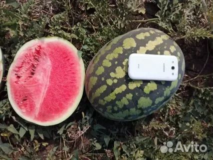 Арбуз оптом