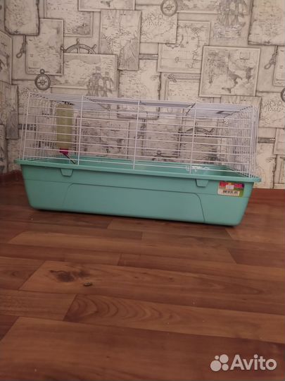 Морские свинки