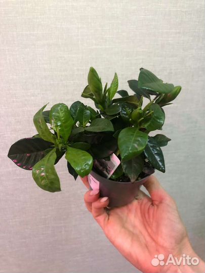 Гардения жасминовидная