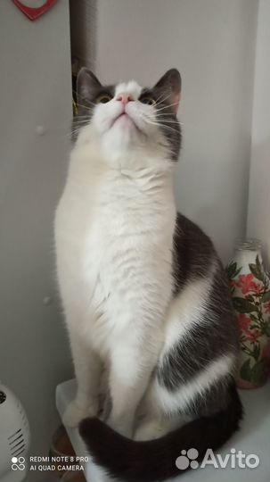 Кот в добрые руки