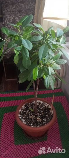 Фикус микрокарпа