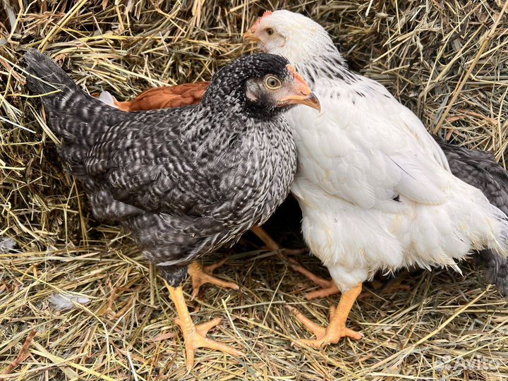 Куры несушки