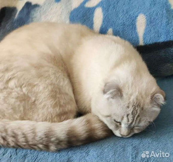 Шотландский кот на вязку