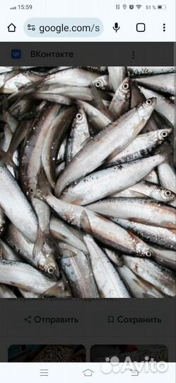 Ряпушка свежая Онежская незамороженая