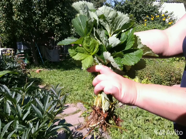 Усы клубники фестивальная и кимберли