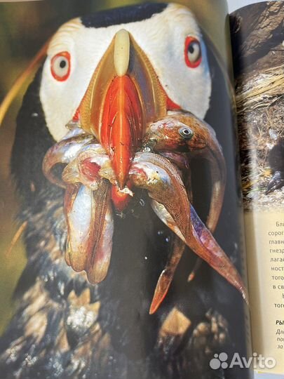 Энциклопедия животные