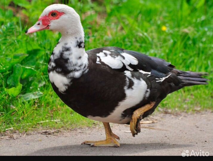 Мускусные утки