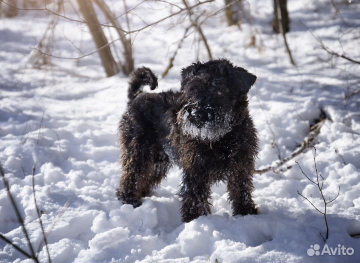 Цвергшнауцер вязка