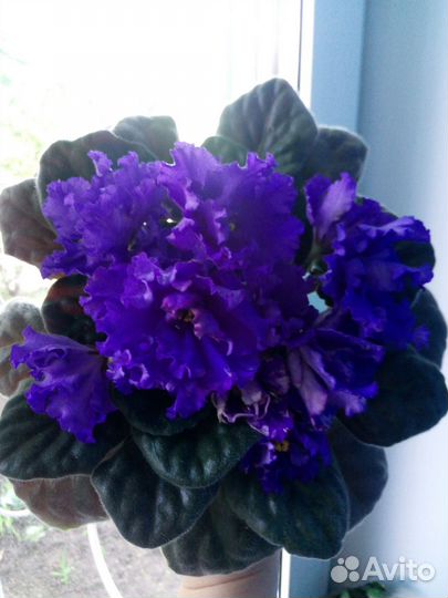 Детки сортовых фиалок