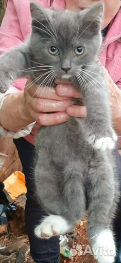 Шотландская