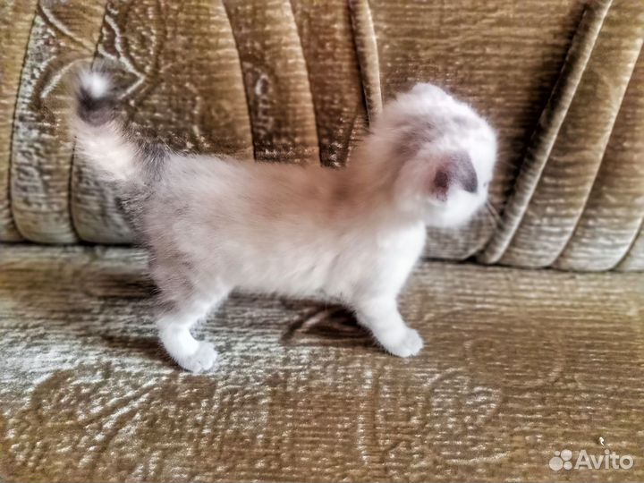 Кошка в дар