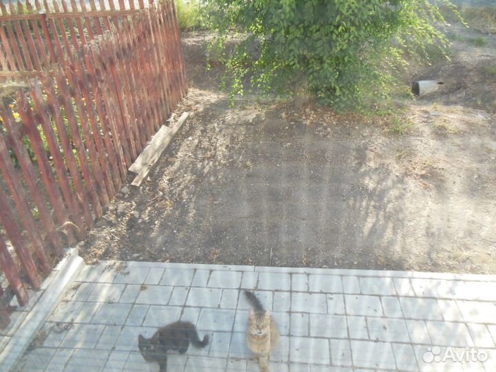 Кошечка в добрые руки