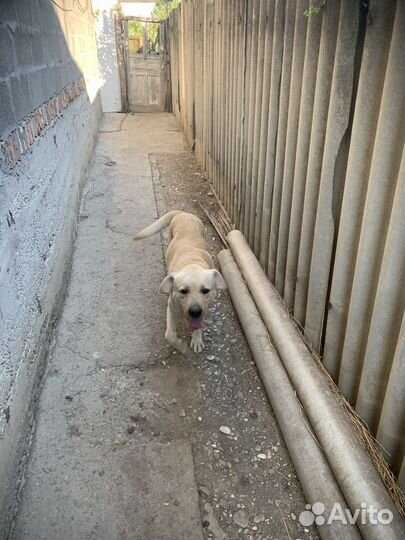 Лабрадор ретривер кабель