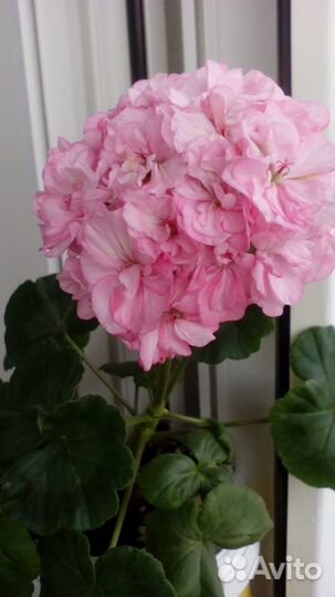 Сортовая,зональная пеларгония