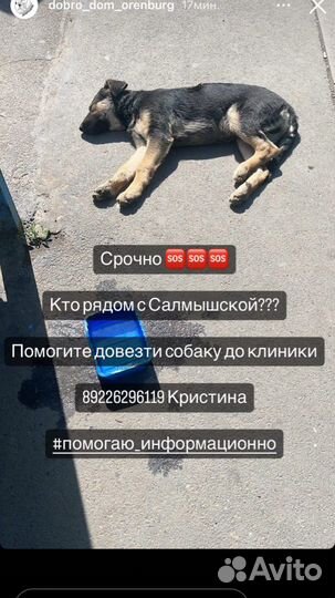 Собака в добрве руки