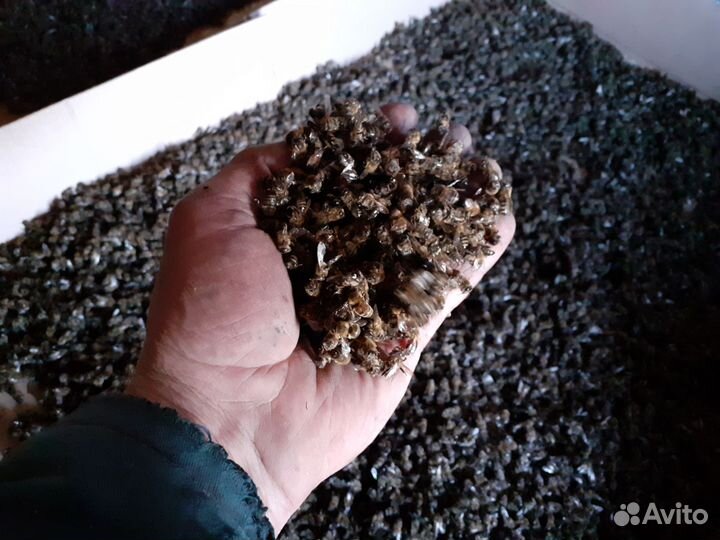 Пчелиный подмор