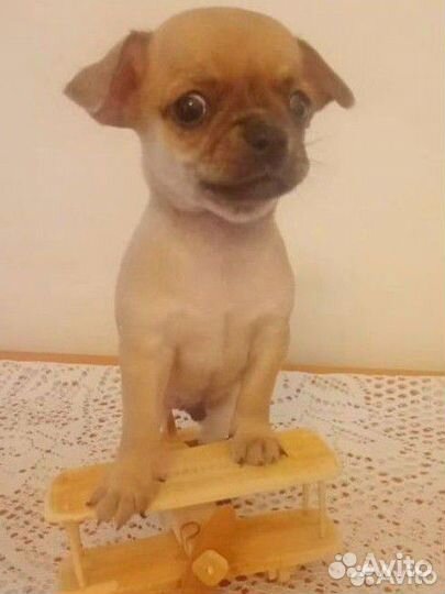 Щенки чихуахуа