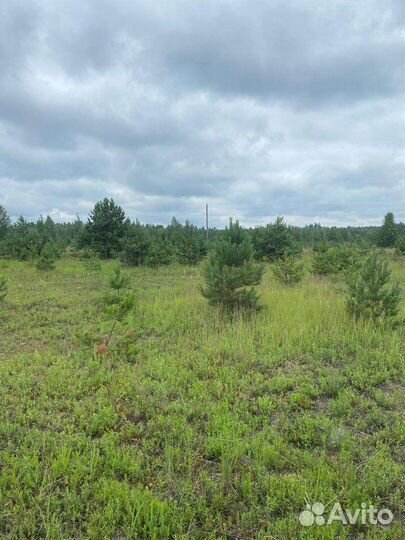 Сосна новогодняя