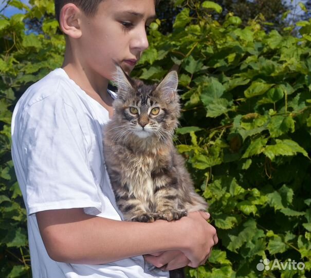 Кошка мейн-кун. Крупная девочка