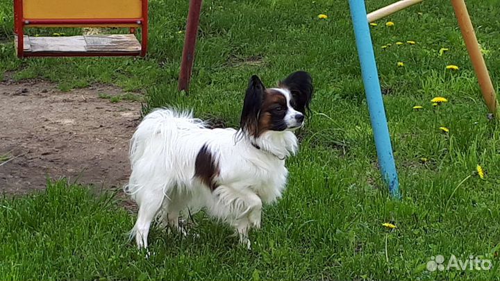 Щенки папийона